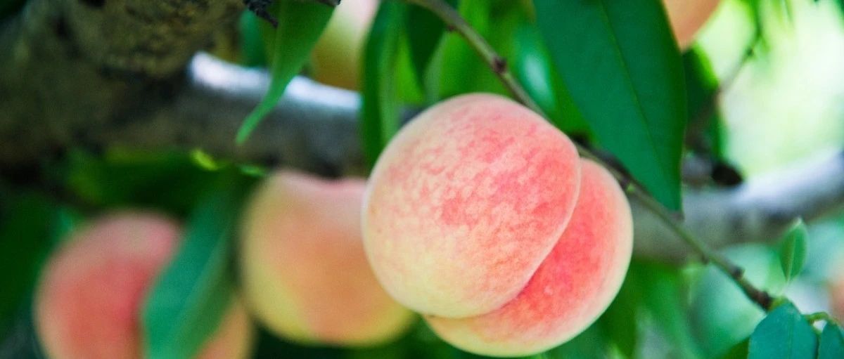 历经千年的桃树，你知道它的故事与养生功效吗？
